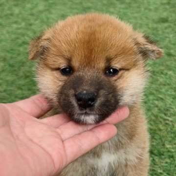柴犬(標準サイズ)【福岡県・男の子・2025年10月3日・赤】の写真「可愛い柴犬男の子🐶✨」