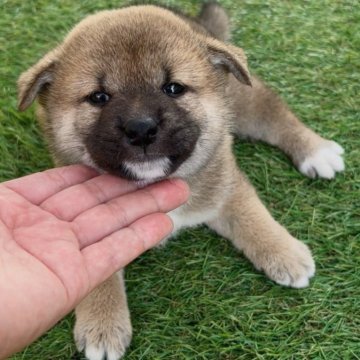 柴犬(標準サイズ)【福岡県・女の子・2025年9月10日・赤】の写真「可愛い柴犬女の子🐶✨」
