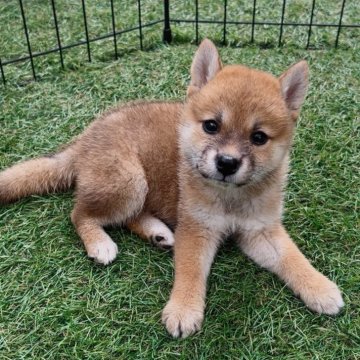 柴犬(標準サイズ)【福岡県・女の子・2025年8月16日・赤】の写真「可愛い柴犬の女の子🐶✨」