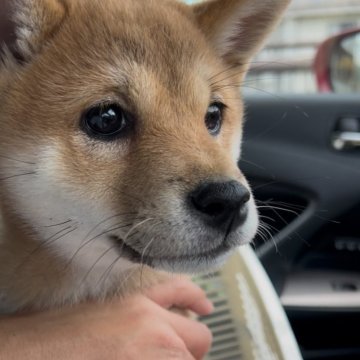 柴犬(標準サイズ)【福岡県・女の子・2025年3月7日・赤】の写真「元気な柴犬の女の子🐶✨」