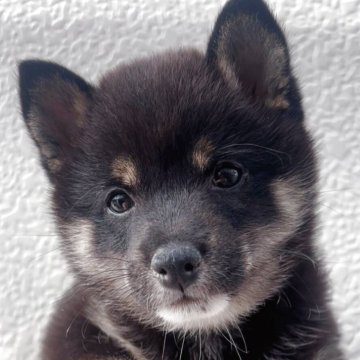 豆柴【福岡県・女の子・2025年4月17日・黒】の写真「可愛い豆柴の女の子🐶✨」
