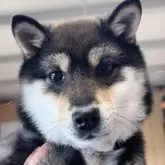 豆柴【福岡県・男の子・2024年8月17日・黒】の写真1「だんご（仮）って呼んでます☺️笑」