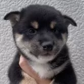 柴犬(標準サイズ)