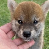 柴犬(標準サイズ)