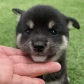 柴犬(標準サイズ)