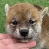柴犬(標準サイズ)