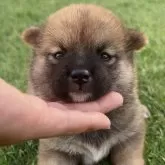 柴犬(標準サイズ)