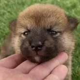 柴犬(標準サイズ)【福岡県・男の子・2025年7月10日・赤】の写真1