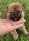 柴犬(標準サイズ)【福岡県・男の子・2025年7月10日・赤】の写真2