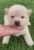 柴犬(標準サイズ)【福岡県・男の子・2025年7月10日・白】の写真2