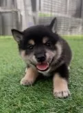 柴犬(標準サイズ)【福岡県・女の子・2025年7月10日・黒】の写真2