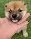 柴犬(標準サイズ)【福岡県・女の子・2025年10月3日・赤】の写真2