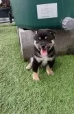 柴犬(標準サイズ)【福岡県・男の子・2025年7月7日・黒】の写真3「ぬっかねーの顔😆」