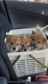 柴犬(標準サイズ)【福岡県・女の子・2025年3月7日・赤】の写真4「健康診断•マイクロチップ装着に行きました🐶車酔いもありません👍」