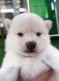 柴犬(標準サイズ)【福岡県・男の子・2025年7月10日・白】の写真4