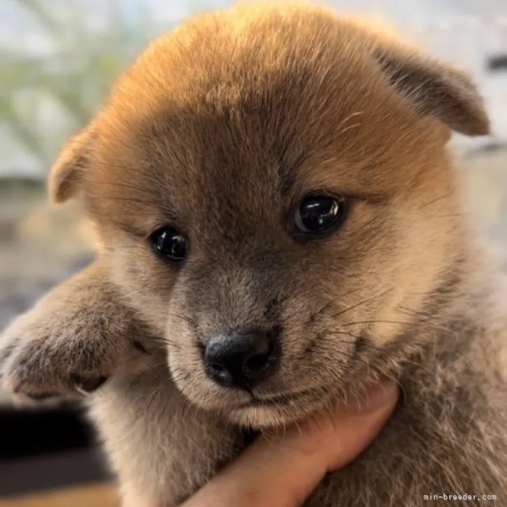 ID:2309-05721の子犬