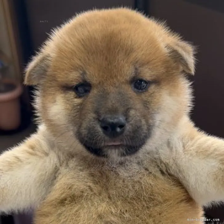 ID:2309-03252の子犬