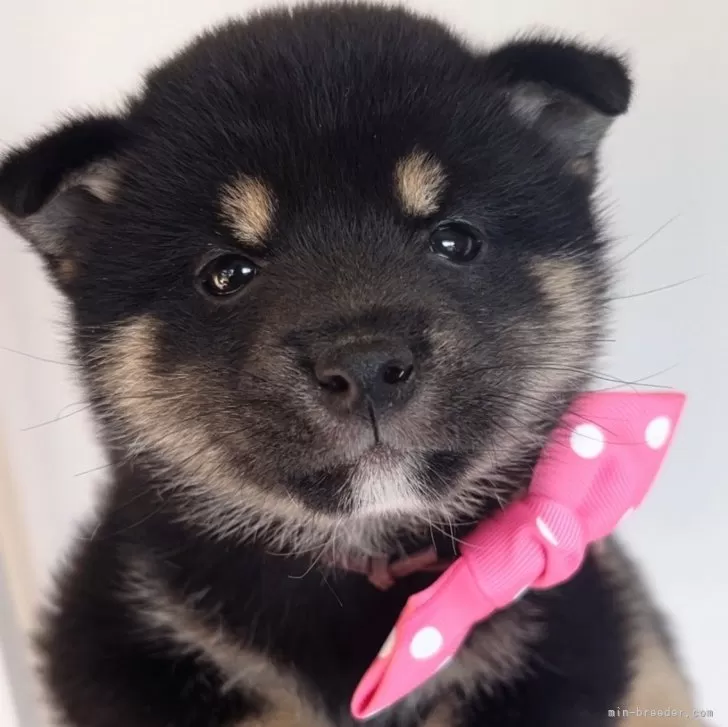 豆柴【福岡県・女の子・2024年3月5日・黒】の写真1「可愛い豆柴の女の子🐶✨」