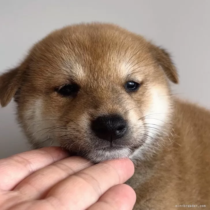 ID:2409-02036の子犬