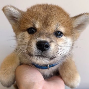 柴犬(標準サイズ)【福岡県・女の子・2024年8月20日・赤】の写真「小ぶりで綺麗なお顔✨
柴の女の子🐶✨」