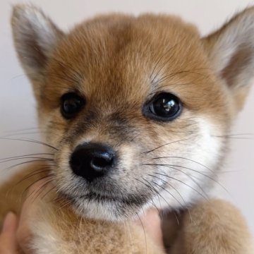 柴犬(標準サイズ)【福岡県・女の子・2024年8月20日・赤】の写真「小ぶりで良色🌈
可愛い柴の女の子🐶✨」