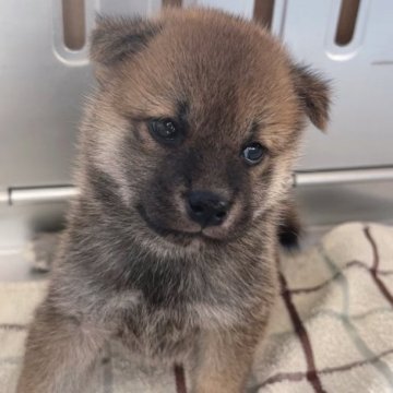 柴犬(標準サイズ)【福岡県・女の子・2023年8月8日・赤】の写真「コロコロ可愛い4兄弟😍」