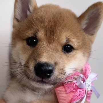 柴犬(豆柴)【福岡県・女の子・2024年8月6日・赤】の写真「元気いっぱい可愛い女の子🐶✨」