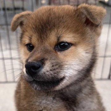 柴犬(標準サイズ)【福岡県・男の子・2023年8月8日・赤】の写真「小柄で可愛いです😍
内閣総理大臣賞受賞犬の孫✨」