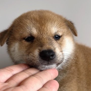 柴犬(標準サイズ)【福岡県・男の子・2024年8月13日・赤】の写真「可愛い柴の男の子🐶✨」