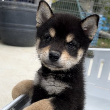 柴犬(標準サイズ)【福岡県・女の子・2023年5月18日・黒】の写真「ばりかわ！黒柴の女の子
お母さんは少し派手顔🐶」