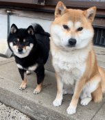 柴犬【・女の子・2022年9月11日・赤】