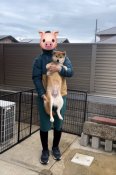 柴犬【・女の子・2024年4月13日・赤】
