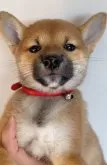 柴犬(標準サイズ)【福岡県・女の子・2024年7月29日・赤】の写真2「泥棒じゃないよ🧔‍♂️」