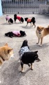 柴犬【・女の子・2024年4月13日・赤】「右の赤柴💁」