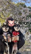 柴犬【・女の子・2021年10月10日・黒】「『まめちゅー』お母さんとの１枚🥰🌸」