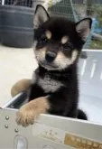 柴犬(標準サイズ)【福岡県・女の子・2023年5月18日・黒】の写真3「耳立ち上がりました🐶」