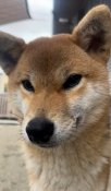 柴犬【・女の子・2024年4月13日・赤】