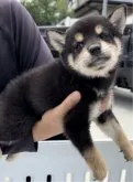 柴犬(標準サイズ)【福岡県・女の子・2023年5月18日・黒】の写真4「実物はもっと可愛い😊」