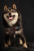 柴犬【・女の子・2023年7月10日・黒】「犬舎近くのドッグランにて撮影していただきました📸」