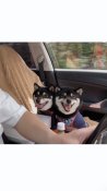 柴犬【・女の子・2021年10月10日・黒】「ドッグラン帰り🚗お出かけ大好き☺️」