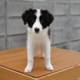 ボーダーコリー【茨城県・男の子・2025年7月3日・ブラック&ホワイト】の写真2