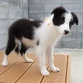 ボーダーコリー【茨城県・女の子・2025年7月3日・ブラック&ホワイト】の写真3