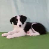 ボーダーコリー【茨城県・男の子・2025年7月3日・ブラック&ホワイト】の写真7