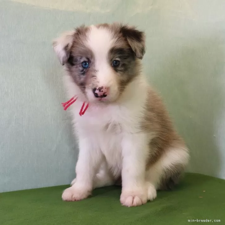 ID：2508-00773の子犬