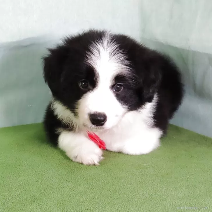 A.M 様のお迎えした子犬