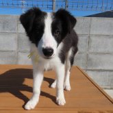 ボーダーコリー