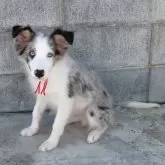 ボーダーコリー