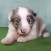ボーダーコリー