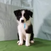 ボーダーコリー