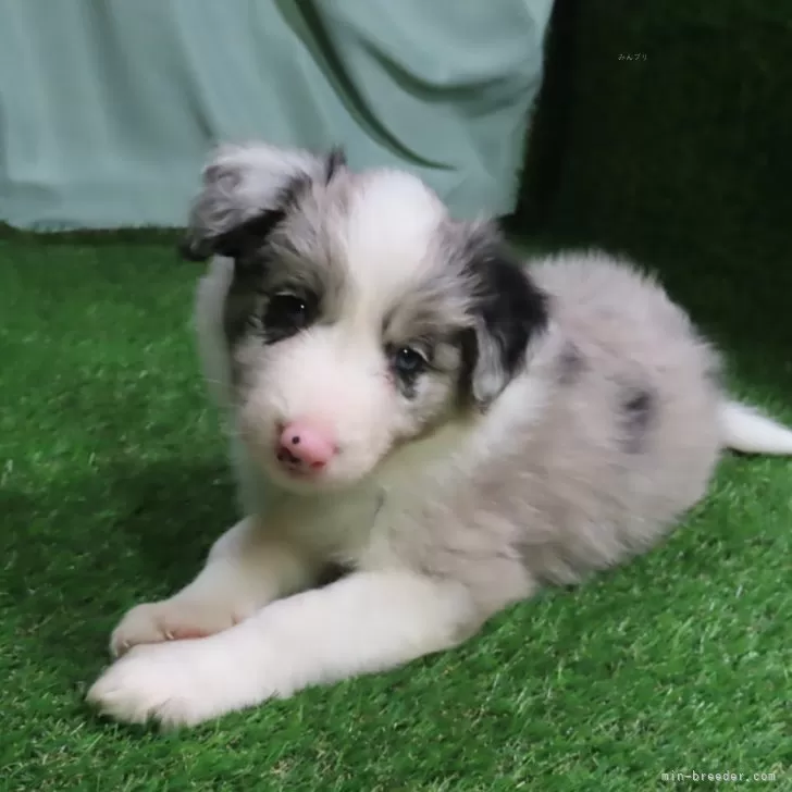 ID：2407-08396の子犬